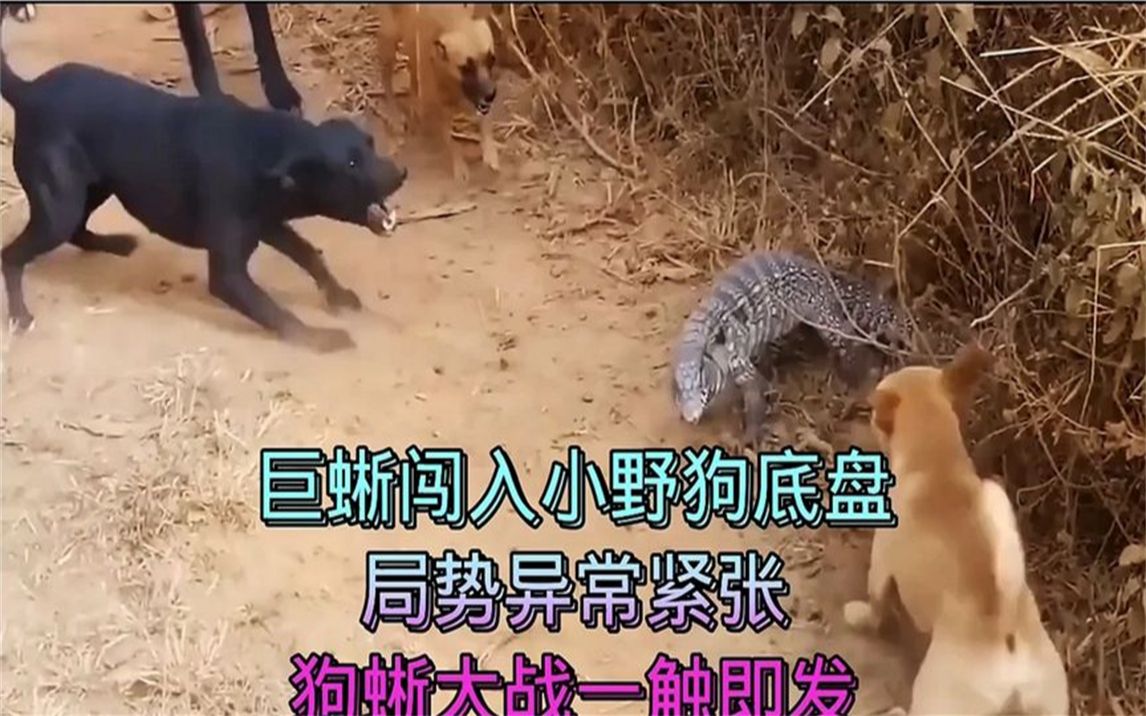 比赛日报：紧张刺激的对抗，一触即发的简单介绍
